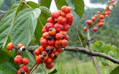 Kofein obsahuje nejen káva, ale i guarana