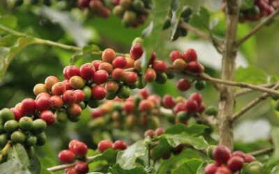 Jak se pěstuje káva